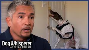 Bow Bottom Vet Calgary teaching low stress syringe feeding tips