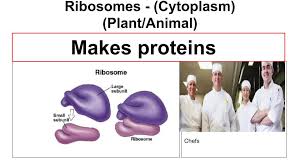 Analogy for animal cell organelles. Parts Of The Cell Using The Jigsaw Method To Learn About Organelles Middle School Science Blog