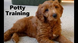 Gorgeous red, apricot, and black mini irish doodles and standard irishdoodle pups for sale. Newfie Doodle For Sale Chocolate Merle Phantom Doodle Puppy Love This Breed And