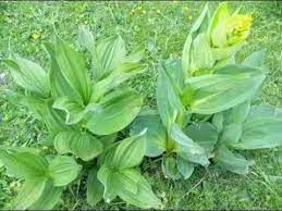 gentian plant youtube plants gentian large plants