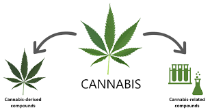 Image result for Cannabis sativa