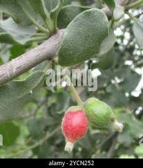 Image result for Erianthemum