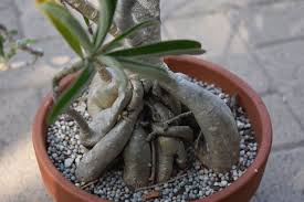 Image result for Adenium oleifolium