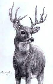 Pin On Beautiful Animals