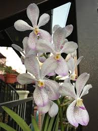 Apabila merancang orkid dendrobium, ia difahami bahawa penjagaan yang diperlukan adalah berbeza daripada orkid lain. Peminat Bunga Ni Turunkan Ilmu Jaga Pokok Orkid Ada 6 Tip Perlu Buat Keluarga