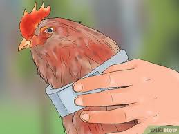 A rooster crowing is heard again when his sister is getting married early in the morning at a shotgun wedding that everyone's embarrassed about. 3 Ways To Stop A Rooster From Crowing Wikihow