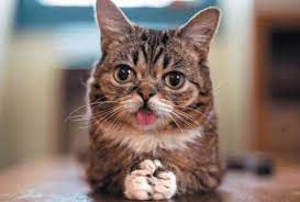 Owners of cats with down syndrome also complain about behavioral deviations that could range nevertheless, not all cats with down syndrome exhibit strange behavior. Cats And Down Syndrome Tufts Catnip