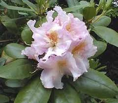 R Janet Blair 15 By Dexter Frag Pink Unknown Parents Rhododendron Plant Shade Plants Rhododendron
