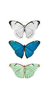 We've extracted the new wallpapers directly from ios 14.1, and you can download them for your iphone model below. Butterfly Pattern Casetify Iphone Art Design Drawing Animals Beautiful Iphon Butterfly Wallpaper Iphone Iphone Wallpaper Pattern Butterfly Wallpaper
