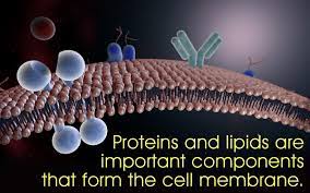 The cell membrane functions as a barrier, keeping cell constituents in and unwanted substances out, and as a gate, allowing transport into the cell of essential nutrients and movement from the cell of waste products. Cell Membrane Structure And Function Biology Wise
