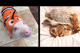 Sitedrole.com le site internet d'humour francophone le plus populaire du net découvrez des milliers d'images drôles, de vidéos délirants et de photos rigolotes. Des Animaux Mignons Et Droles Pour Bien Finir Ta Semaine