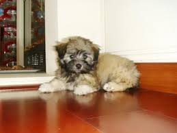 Maybe you would like to learn more about one of these? Havanese Puppies Male Female Brown Puppy For Sale In Hayward California Classified Americanlisted Com