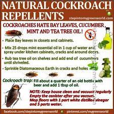 Natural Cockroach Repellents Greenhomepestcontrol Cockroach Repellent Pest Control Cockroaches