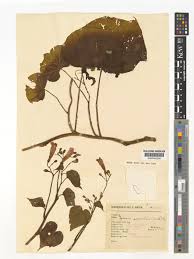 Image result for Ipomoea parasitica