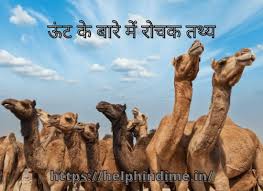 But give it adequate water and food, and camel humps plump up in a matter of days. à¤Š à¤Ÿ à¤• à¤¬ à¤° à¤® à¤° à¤šà¤• à¤¤à¤¥ à¤¯ Help Hindi Me