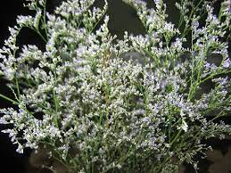 We did not find results for: Purple White Flowers No Leaves On Stems Limonium Misty Blue Purple And White Flowers White Flowers Flowers
