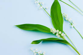 Spring aesthetic, flower aesthetic, lily of the valley flowers, tulip bouquet, flower. Premium Photo Small Delicate Fragile Fresh White Lily Of The Valley Flowers With Green Leaves Lie On A Pastel Blue