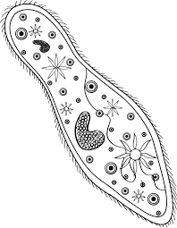 We did not find results for: Paramecium Zoology Protists Animal Cell