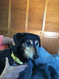 Our puppy adoption process is very simple. Eureka Ca Dachshund Meet Buddy A Pet For Adoption Dachshund Adoption Pet Adoption Cute Dogs And Puppies