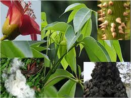 Image result for Bombax