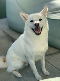 She is the first dog i've ever had that i've raised from a puppy. Rae On Twitter He S So Beautiful But Suffers From Extreme Anxiety From Sounds Other People But He Loves Animals Someday I Want To Get A Therapy Dog For Him My Poor Pup Https T Co Dcuvn7ptrz