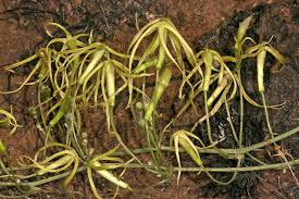 Image result for Trochomeria macrocarpa