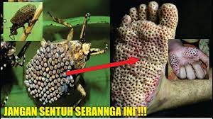 20 hewan paling berbahaya di dunia 1. 15 Haiwan Paling Berbahaya Di Dunia Alam Semula Jadi