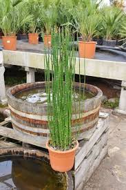 Beide sumpfpflanzen sind sehr dekorativ im garten. Pin Auf Garten Bepflanzen