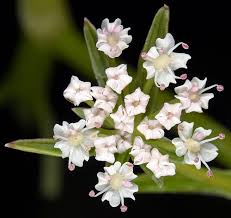 Image result for Berula erecta