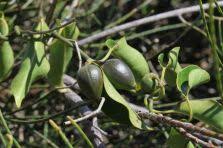 Image result for Marsdenia macrantha