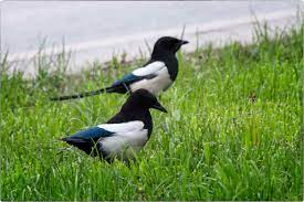 تفسيرات الحلم حول طائر الحسون في المنام. Aarda Info Ø§Ù„ØµÙˆØ± ÙˆØ§Ù„Ø£ÙÙƒØ§Ø± Ø­ÙˆÙ„ ØªÙØ³ÙŠØ± Ø­Ù„Ù… Ø±Ø¤ÙŠØ© Ø§Ù„Ø·Ø§Ø¦Ø± ÙÙŠ Ø§Ù„Ù…Ù†Ø§Ù…