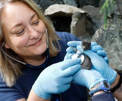 Four New Penguin Chicks Pass Their Physicals