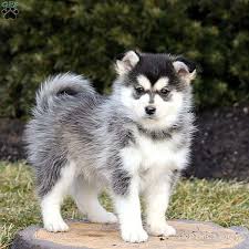 Advice from breed experts to make a safe choice. Husky Breeders Near Me Change Comin