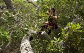 Image result for Commiphora fulvotomentosa