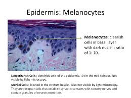 The favored hypothesis, however, is that they arise between weeks 8 and 12 of gestational age. Histology Of The Skin Kelli A Hutchens Md Fcap Ppt Download