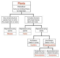 23 Thorough Plant Kingdom Classification Chart For Kids