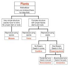 23 thorough plant kingdom classification chart for kids