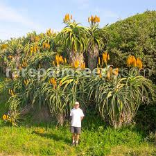 Image result for Aloe carnea