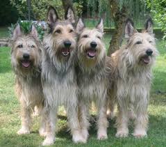 Visit us now to find your dog. The Natural World Deborah Silver Co