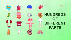 Parts of the body for kids | parts of the body in tamil and english. Introduction Human Body Parts In Tamil Pre School Animated Videos For Kids Video Dailymotion
