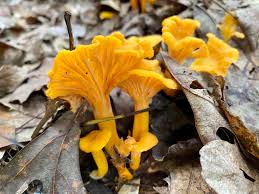 Image result for Craterellus fallax