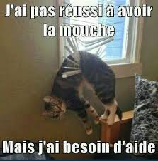 Quand Tu Te Perds Sur Internet 2 3 Chat Drole Blague Animaux Humour Animaux