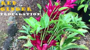 Alpinia purpurata, red ginger, also called ostrich plume and pink cone ginger, are native malaysian plants with showy flowers on long brightly colored red bracts. Growing Red Ginger Shoots Alpinia Purpurata Ostrich Plume Youtube