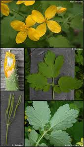 Image result for Peponium chirindense