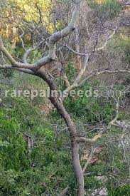 Image result for Commiphora pteleifolia