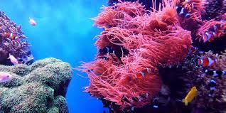 Zoom Backgrounds Coral Reef Pictures Coral Reef Ocean Images