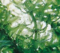 Image result for Elodea