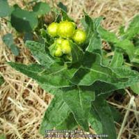 Image result for Helichrysum decorum