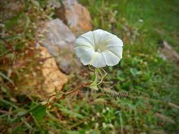 Image result for Xenostegia pinnata