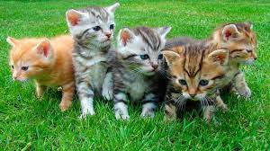 Sonar Con Gatos Pequenos Que Significa Sonar Con Gatitos